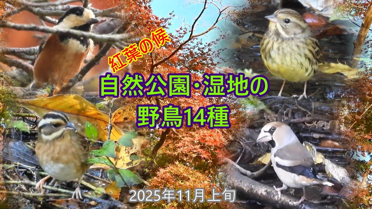 今年も自然公園に迷いガモ　アオジの群れに稀な旅鳥　シメも来た　鳥の水浴び　ヤマガラの食事　柿ジローと柿ヤマガラ　アオゲラも登場など