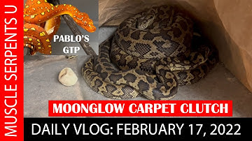 MOONGLOW CARPET PYTHON CLUTCH!  2-17-22