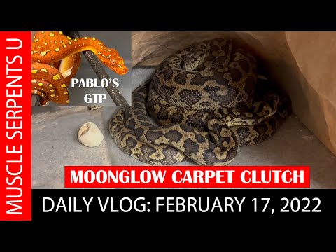 MOONGLOW CARPET PYTHON CLUTCH!  2-17-22