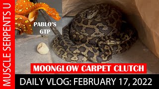 Celebrity MOONGLOW CARPET PYTHON CLUTCH!  2-17-22 Wealth