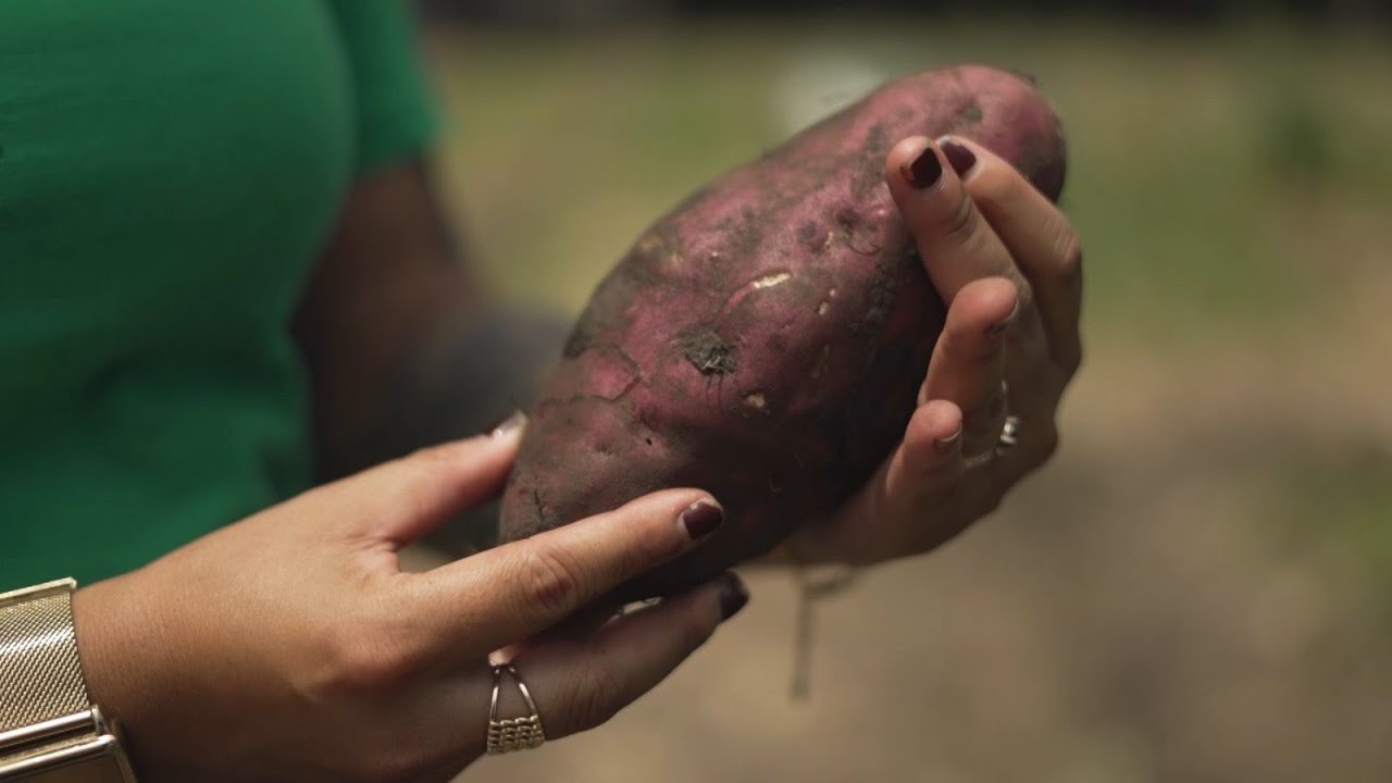 Agro, Saúde e Cooperação - Batata-Doce