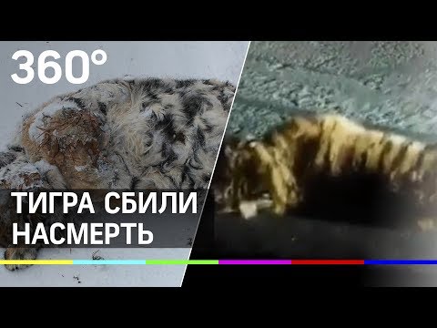 Автобус насмерть сбил амурского тигра в Приморском крае