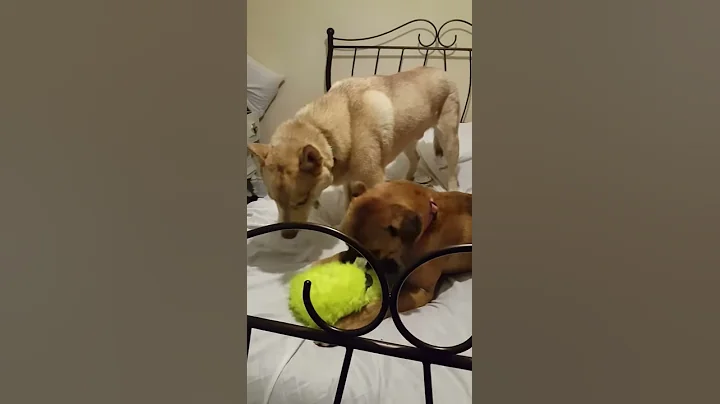 Oscar &  Jersey