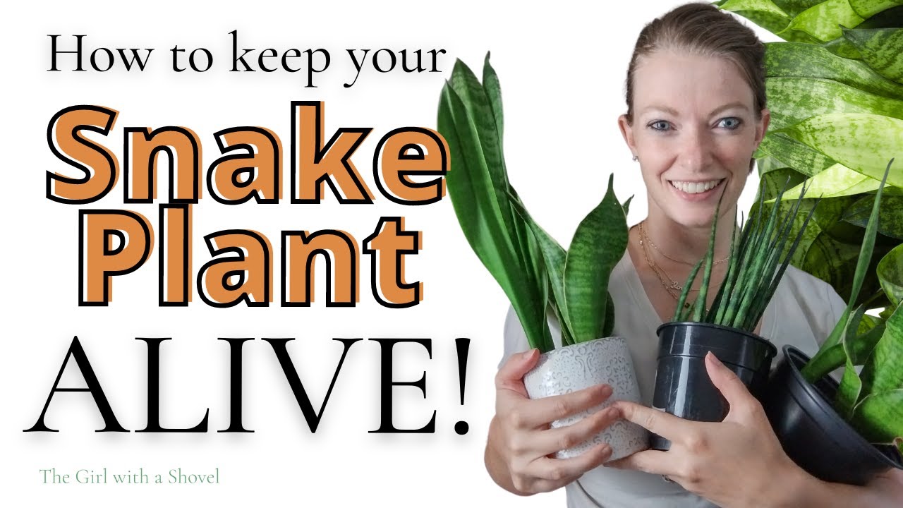 Snake Plant Care for the Ultimate Beginner Light, Water, Fertilizer
