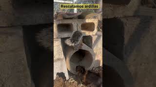 Al rescate de las Ardillas #rescateanimal