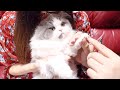 爪切りが嫌で妹に泣きながら訴える子猫がかわいい