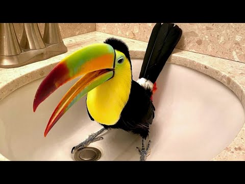 How a Rescued Toucan Became the World’s Most Curious Bird