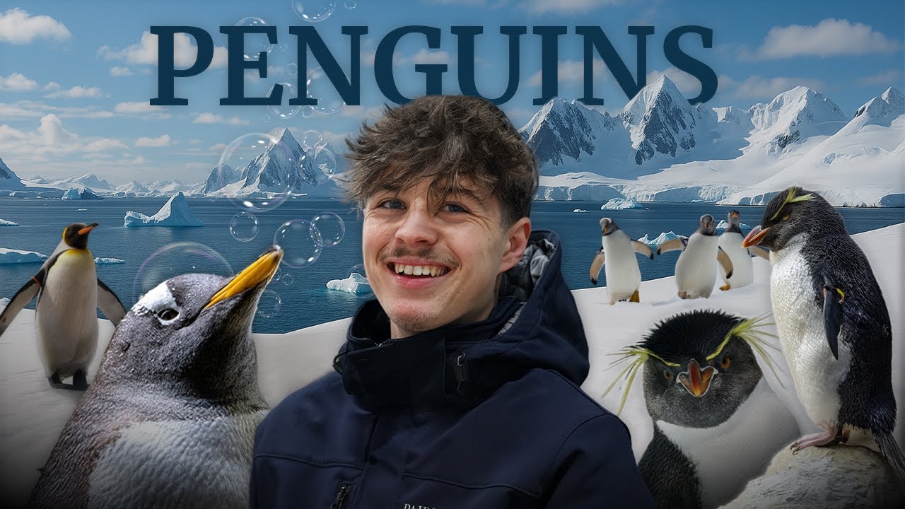 🐧 LA GROTTE AUX MANCHOTS : Découvrez la fascinante colonie !