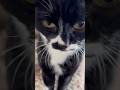 甘えん坊猫のしあわせおてて🐈ハチワレ猫ざきお【猫動画】