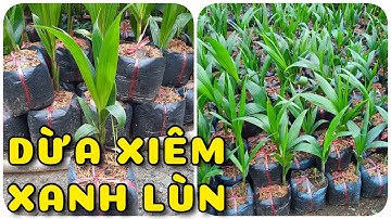 Cây Dừa xiêm xanh lùn cây mập khoẻ | 0386569374 - Ngọc Ngân Bến Tre | Chuyên cây độc lạ