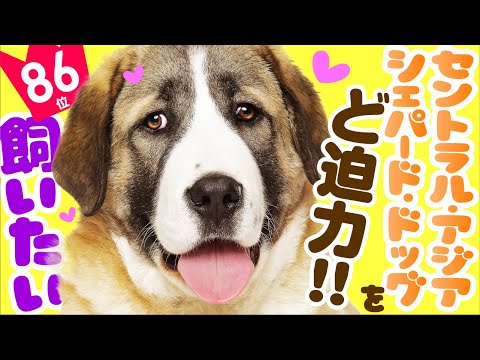 人気86位 セントラル アジア シェパード ドッグってどんな犬 子犬の価格や性格 寿命 飼いやすさは カワイイ動画でチェック Youtube