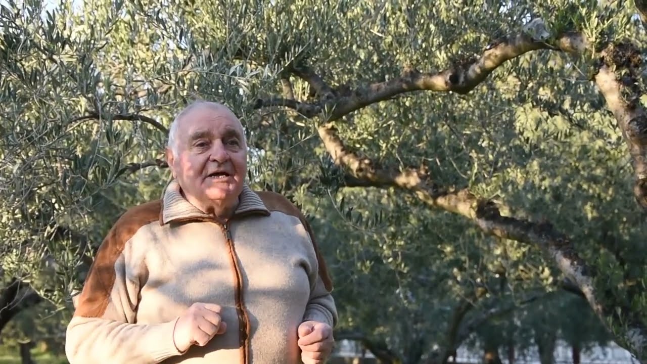 Sadnja maslina - Uvod u maslinarstvo