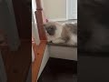 Cat Iroh Got AdoptedтАФCat Mishty Rode The Stroller ЁЯШ Adoptmecat Roblox Cat 