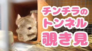 チンチラのトンネルを覗き見したらめっちゃくつろいでた！！【チンチラ日記34】Chinchilla's Diary34