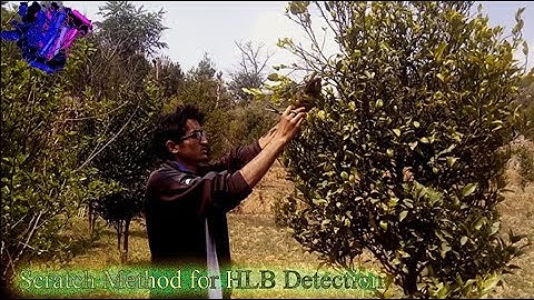 Citrus Greening (HLB) Detection by Scratch Method| Kiran Timilsina