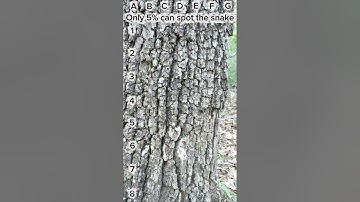 Can you spot the hidden object? 👀🔍 | Hidden Deluxe