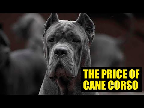 Italian Mastiff For Sale Cane Corso Barcelona