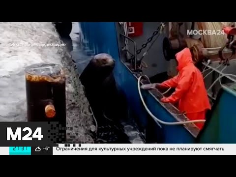 В Северо-Курильске морской лев обедает у рыбаков - Москва 24