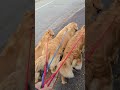 ゴールデンレトリバー3頭でお出かけ #goldenretriever #ゴールデンレトリバー #クレイジーヤッコー犬舎 #stone #shorts