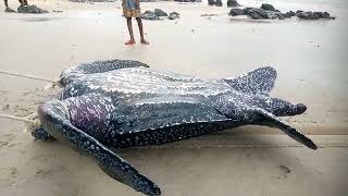 Large monster was caught in the sea at Gomoa Dago. 😯😯