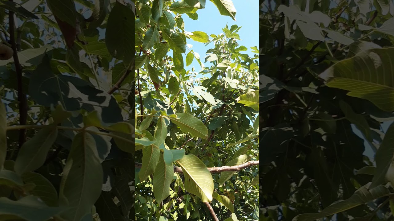 Mustafa Demir hoca - İkindi Ezanı🎵🎶