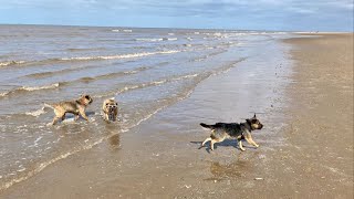 20 Border Terriers Go For a Walk  #borderterrier #puppy #dog