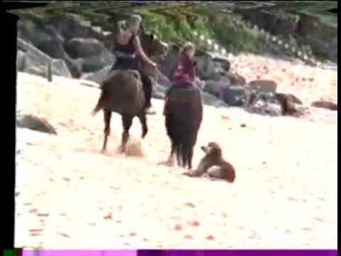 At Kumsalda Köpeği Tekmeliyor