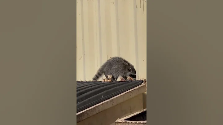 Raccoon Rescue!