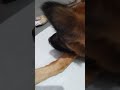 DoggieRinggonotinthemood#shortvideo
