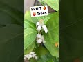 FRUIT trees are BLOOMING 🍊🍑💕 #shorts #ytshorts #flowers #fruit #tree #gardening #spring