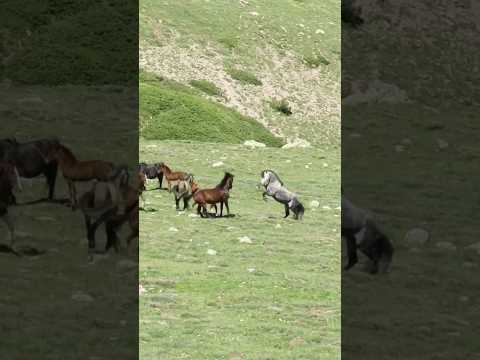 Vahşi Yılkı Atları #yılkıatı #afyon #wildhorses #kumalar #afyonkarahisar #vahşiyaşam #sandıklı