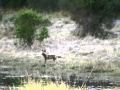 African Wild Dogs Hunting Kudu On Khwai River In Moremi Reserve - Machaba Camp, Botswana - July 2000