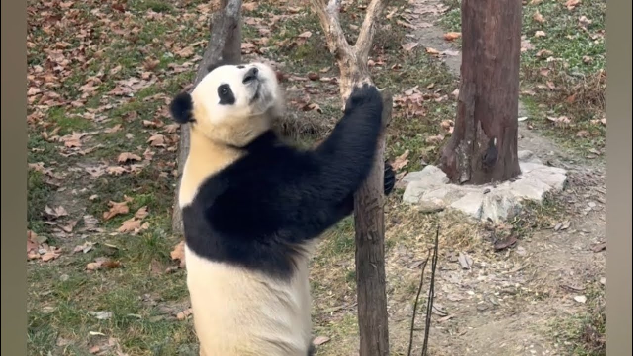 선수핑 생방송 | 260115 오늘 만나 본 푸바오는? 자유 톡방~
