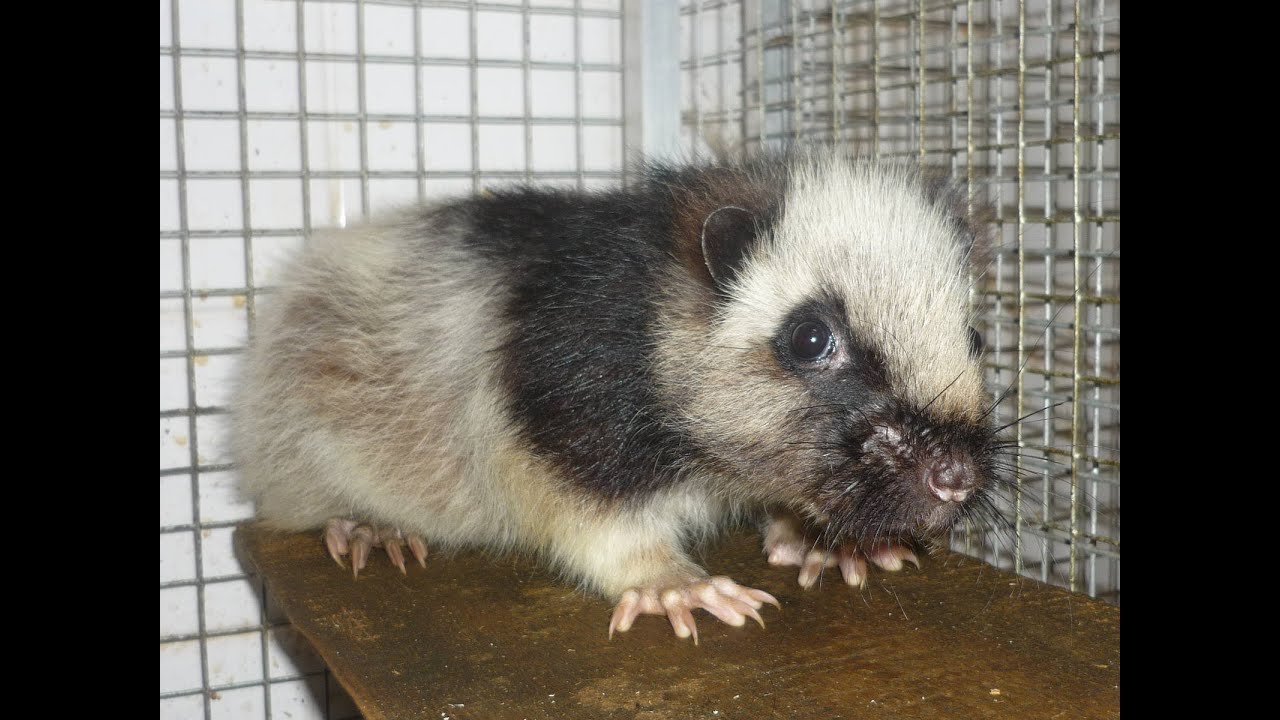 Северная тонкохвостая крыса