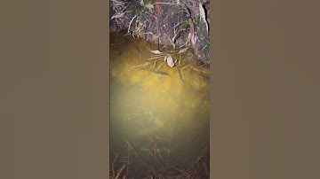 Cá Lớn - Câu cá Lóc đang ngủ 🤣 #khacthuyvlogg