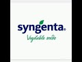 Syngenta vegetable seeds pakistan tomato 