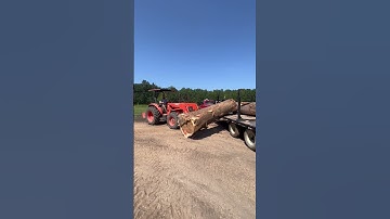Unloading GIANT Cypress LOGS!!!  #sawmill #lumber  #woodmizer