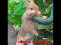 |Cute Rabbit Eating cucumber in farm|#memes #shorts #cute #eating #petlover #farm