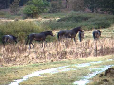 Vildheste i Dejbjerg.wmv