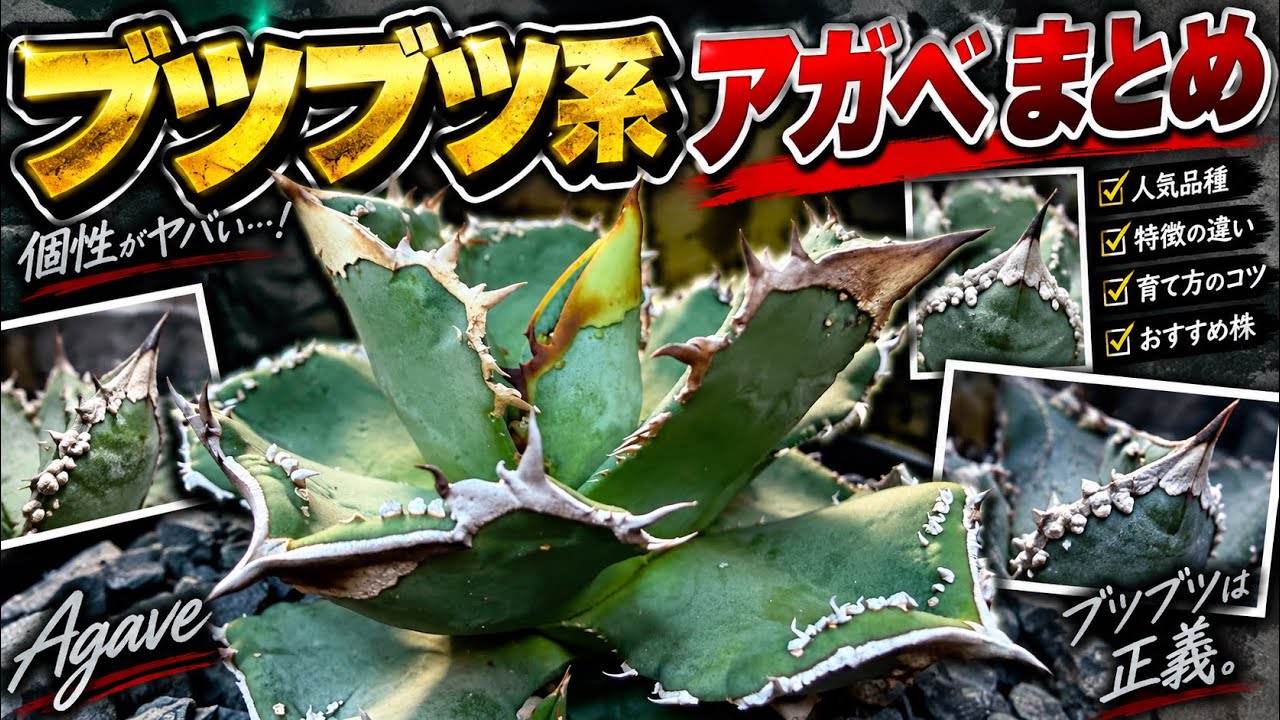 アガベ okomebota ブツブツ系アガベまとめ - YouTube