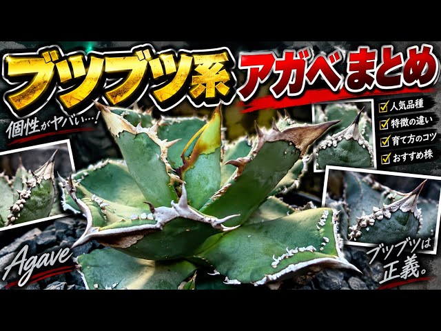 ブツブツ系アガベまとめ - YouTube