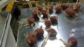 Sweet Potato Slips start up by Norm 001.avi