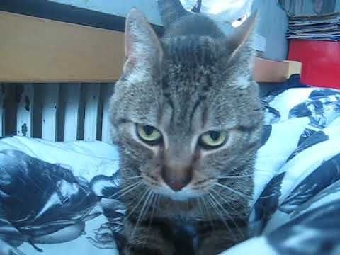 cat แปลว่า Morning purrs