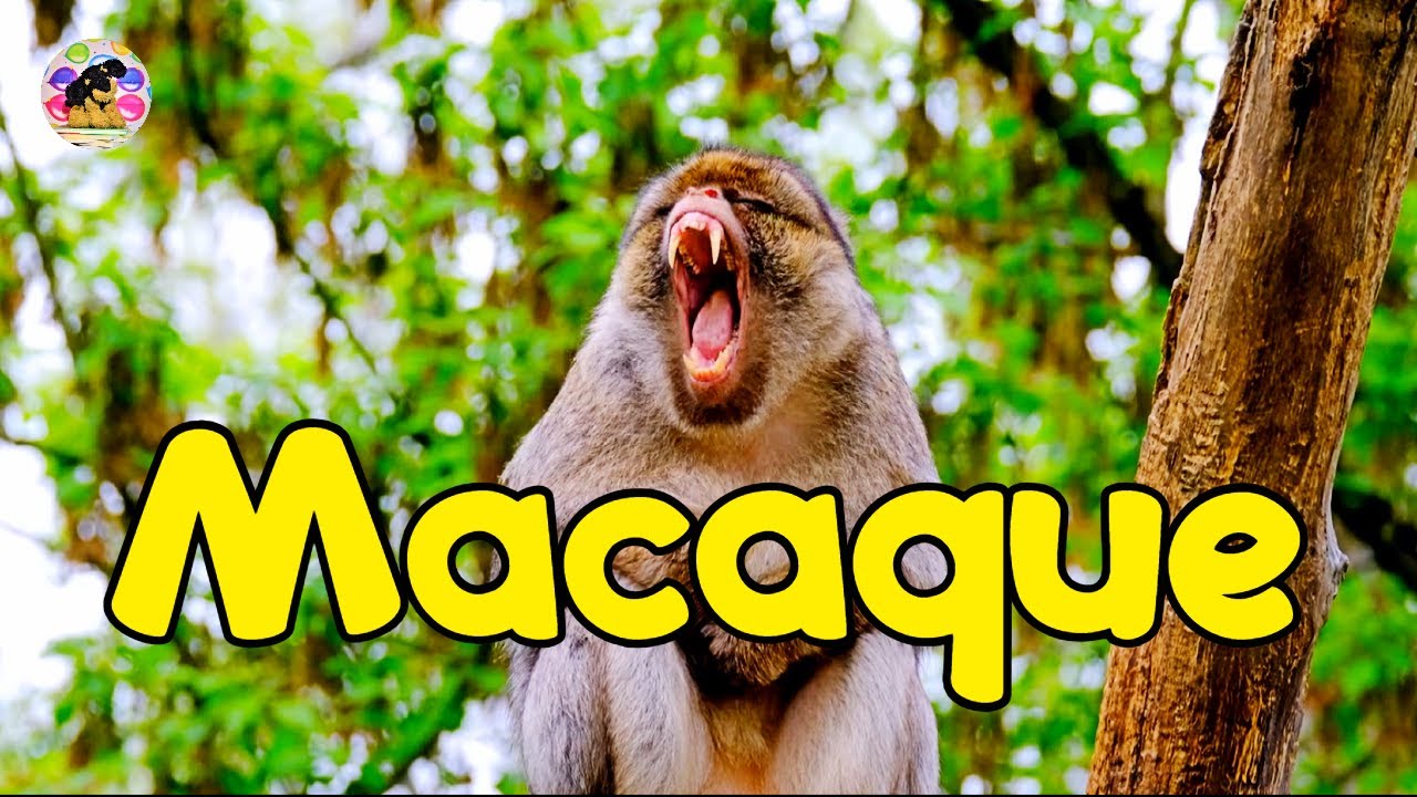 Word of the Week for Kids | MACAQUE | Homeschool Educational Videos ...