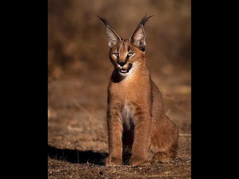 Каракал или степная рысь, — хищное млекопитающее семейства кошачьих