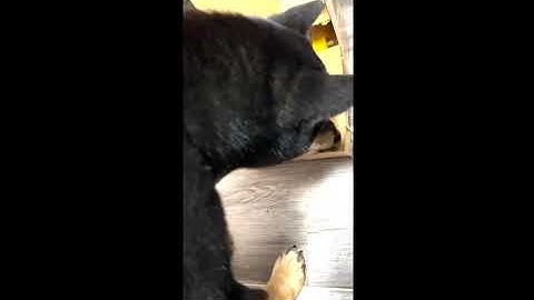 Smart Pet Feeder demo video | EIE Microcontroller Application Design Contest 2022