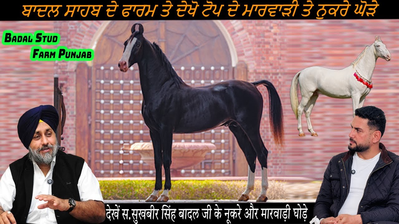 Badal Farm Punjab ਬਾਦਲ ਫਾਰਮ ਦੇ ਟੋਪ ਦੇ ਮਾਰਵਾੜੀ ਤੇ ਨੁਕਰੇ ਘੋੜੇ बादल फार्म के नूकरे और मारवाड़ी घोड़े