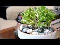5 Things you didn't know about Succulents- Crassula Portulacea