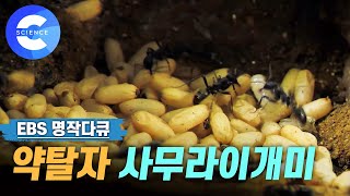 싸우고 빼앗는 것이 일상인 '사무라이개미'