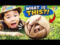 KIDS!🦔What's This Creature that Rolled into a Ball?!🏀ARMADILLO Fun | EDUCATIONAL KIDS NATURE SHOW🌿